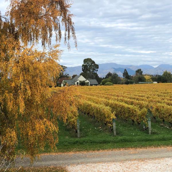 Vineyard Cottage in Blenheim on the Golden Mile