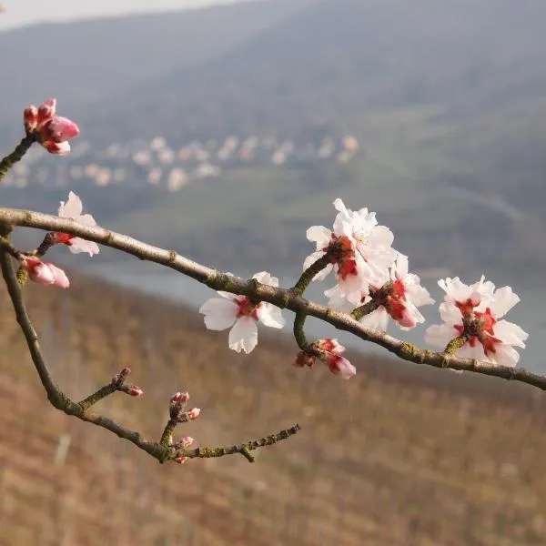 Gastehaus Weingut Rossler, ξενοδοχείο σε Lorch am Rhein