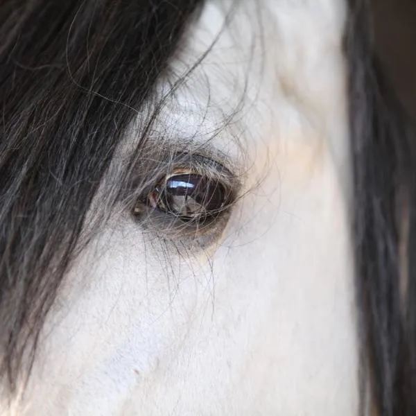 Gite Saint Georges, hotel em Comines