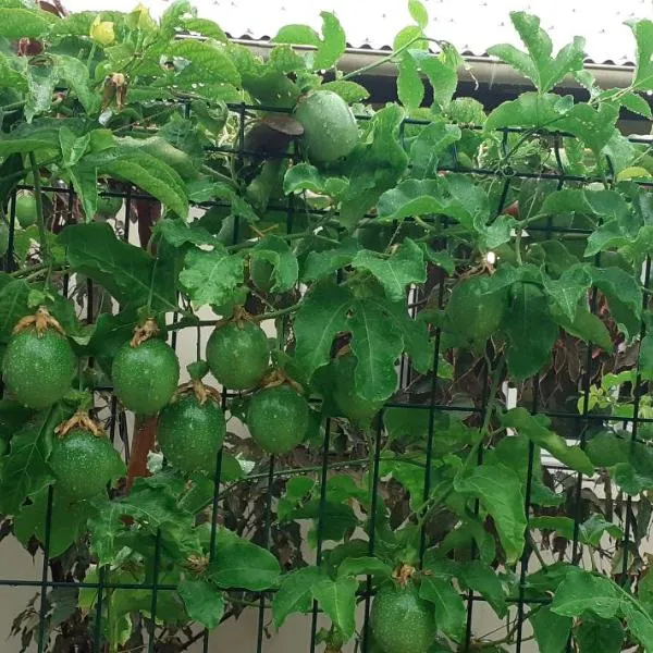 FRUITS DE LA PASSION, hotel in Saint-Philippe