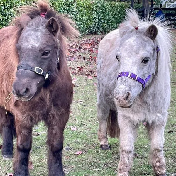 Farm Stay MAPLE Cottage at Wilindi Estate, hotel in Tyabb