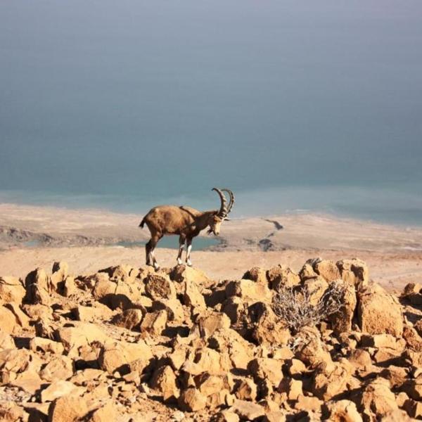 Ein Gedi Rooms Neve Zohar