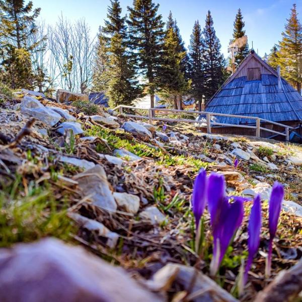 Chalet Encijan - Velika planina