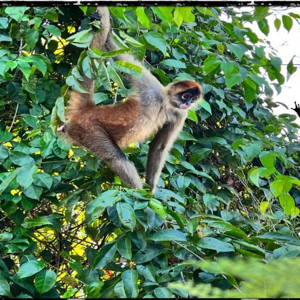 Natural Experience House, Hotel in Tortuguero