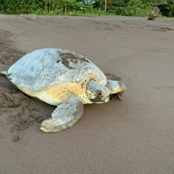 Casa Caribe, Hotel in Tortuguero