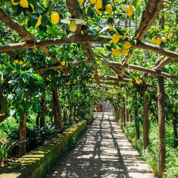 Agriturismo Il Giardino di Vigliano