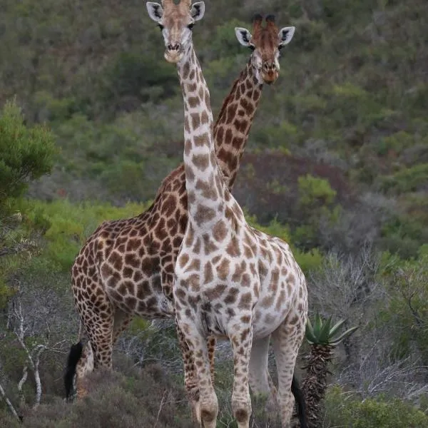 Garden Route Safari Camp, hotel en Mossel Bay