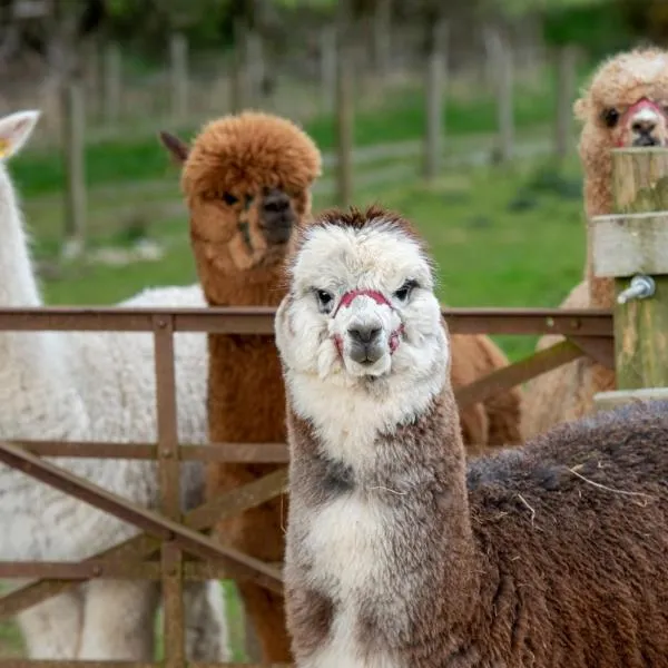 K2Cottages, Hotel in Kilday