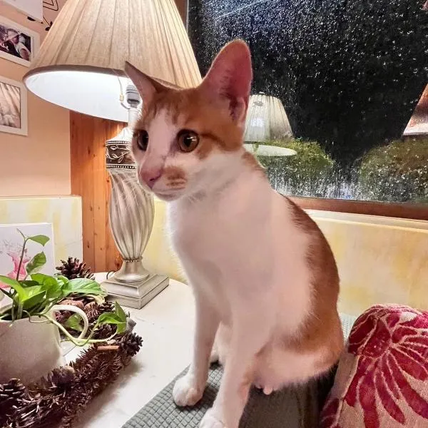 DeerStar HomeStay B&B, hotel in Dongshan