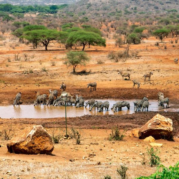 Kilaguni Serena Safari Lodge