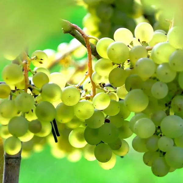 Gisebo Vingård, hotel in Huskvarna