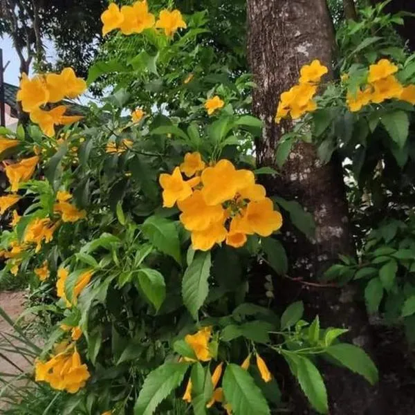 Montra Guesthouse, hotel en Ranong