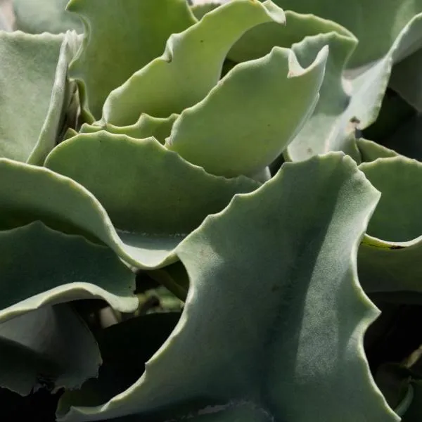 Casa ulivo Agave Favignana At My Place, hotel in Favignana