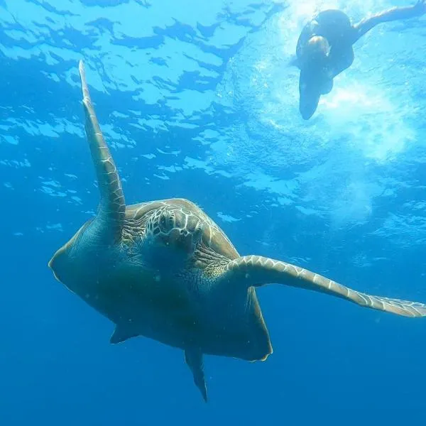 Dhangethi INN, Hotel in Dhangethi