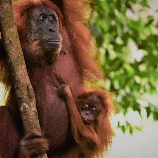 Lucky Bamboo'Bungalows-Resto and Orangutan Jungle Trekking Tours, hotel v destinaci Bukit Lawang