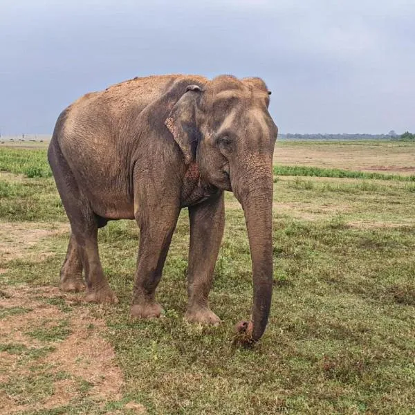 River Side Cottage, ξενοδοχείο σε Udawalawe