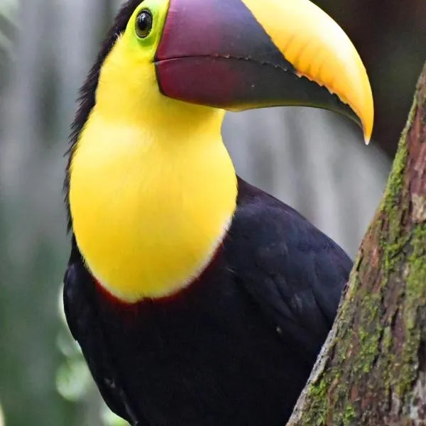 Riverside Villas, hotel in Manuel Antonio