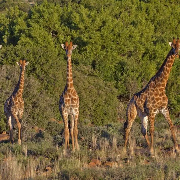 Ko Ka Tsara Bush Camp, hotel v destinaci Beaufort West