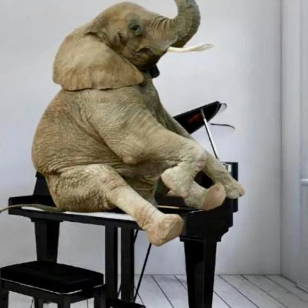 Elephant in my room, hotel v Dubrovníku