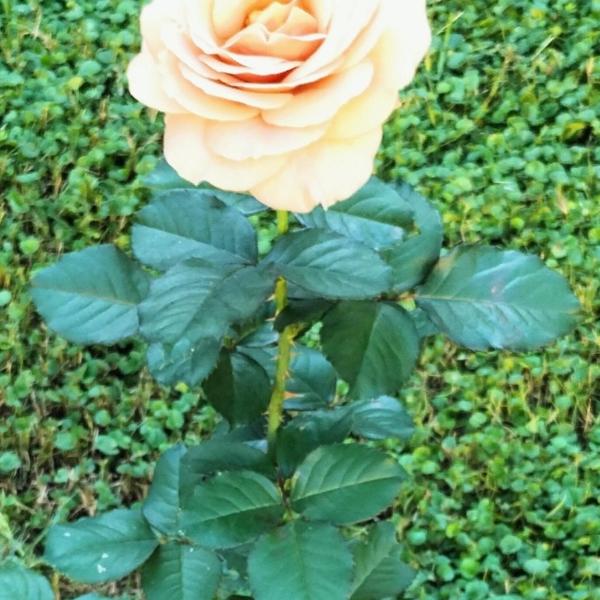 Bilocale Le Rose