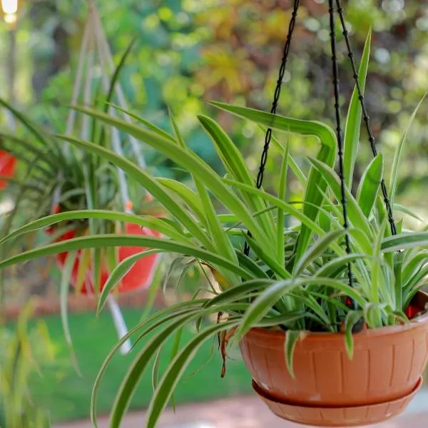 CELESTIAL HOMESTAY, hotel in Pinangode