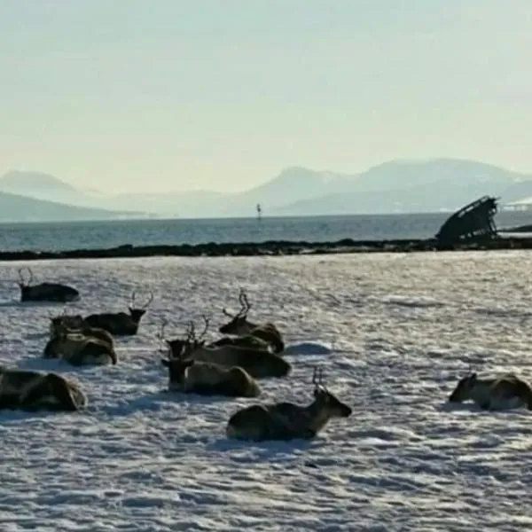 Warm and cozy cottage, Great location, hotel in Kvaløya