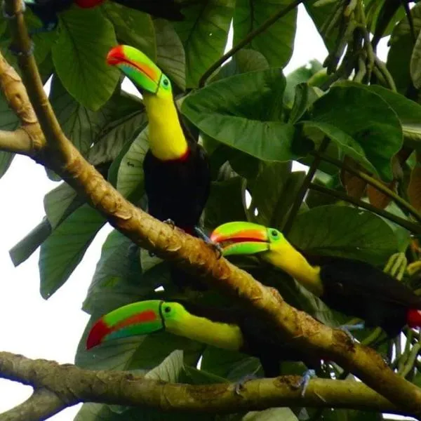 Cabaña la Hamaca Grande un encuentro con la naturaleza, hotel v destinaci El Zaino
