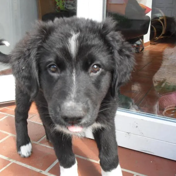 Ferienhaus Duhra、Peitzのホテル