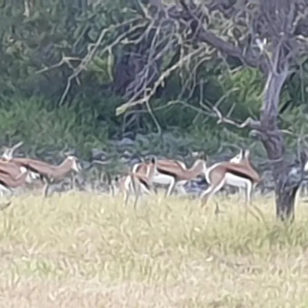 Paradise Camp Game Lodge, hotel em Groutfontein