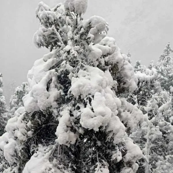 Shimla में, होटल YATIKA HOMESTAY