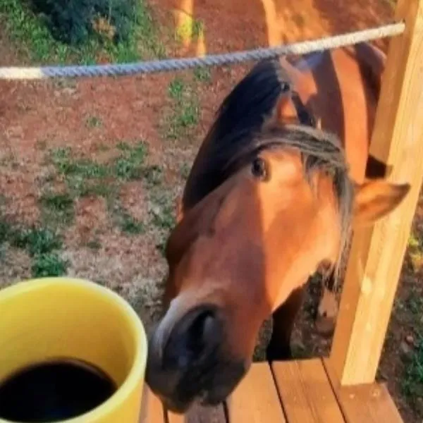 Tiny House Loul Algarve no1, hotel in Loulé