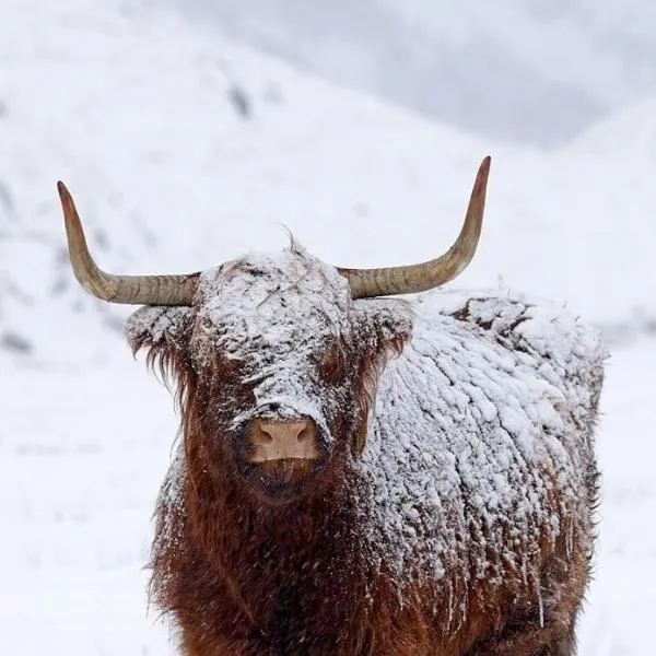 Ben Nevis Manor Lodge & Indoor Private Hot-Tub, hotel en Fort William