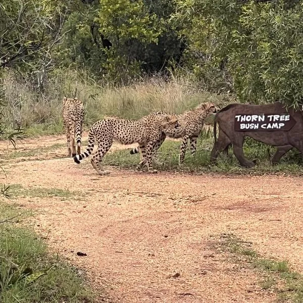 Thorn Tree Bush Camp, hotel v destinaci Klipdrift