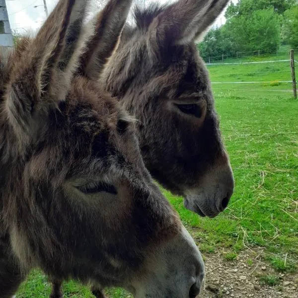 Gîte aux ânes avec Spa, hôtel à Menetou-Râtel