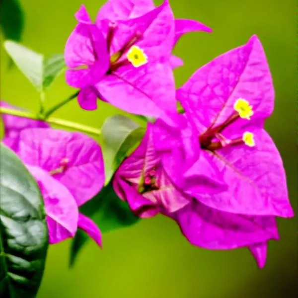 Spain style country house in Cajica, hôtel à Cajicá