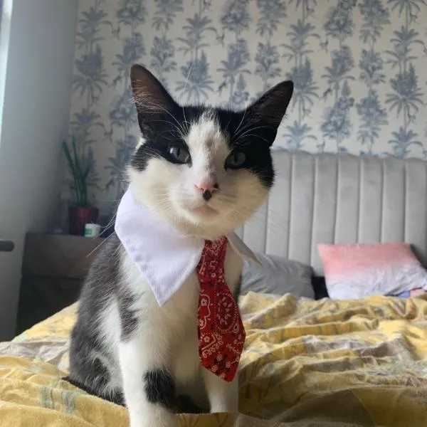 wake up with 2 cats on your face, hotel in Dublin