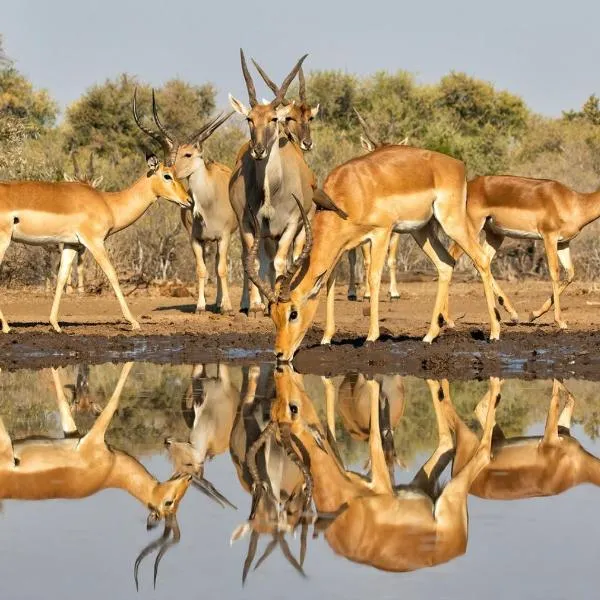 Korabi Lodge & Game Farm, hotel in Ghanzi