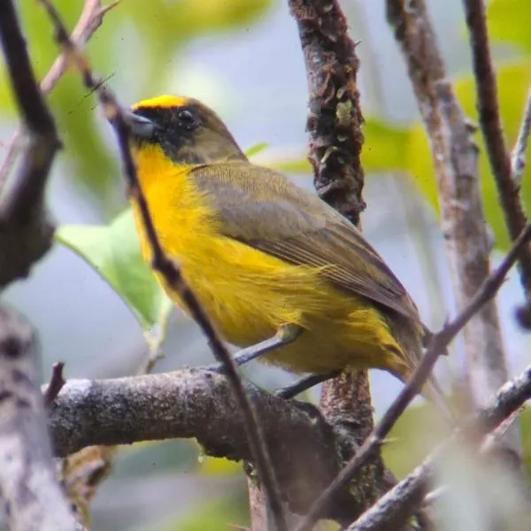 Casa Osa Bella de Arte, Hotel in Puerto Jiménez