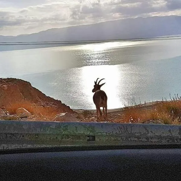 Patricia & Eilam house, Hotel in En Gedi