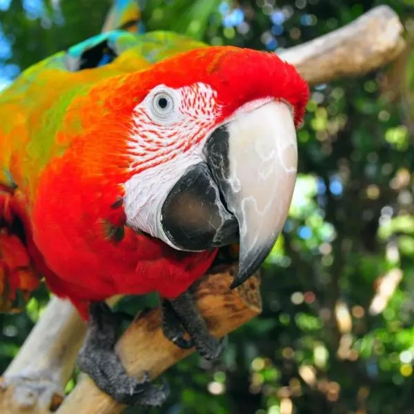 The Parrot Place - The Parrots Nest, hôtel à Kerikeri