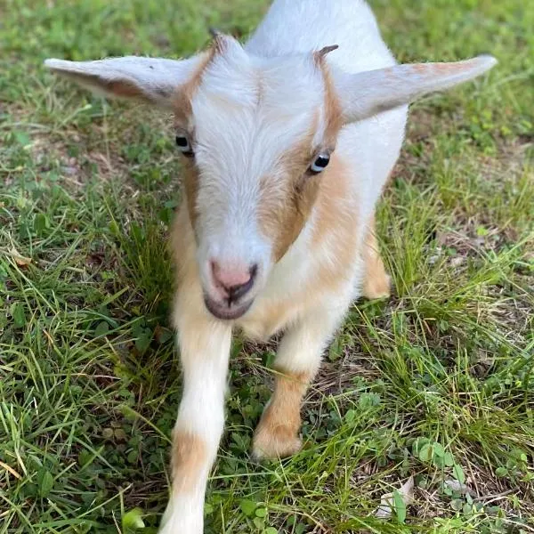 Stinnett Family Farm, hotell sihtkohas Stockbridge