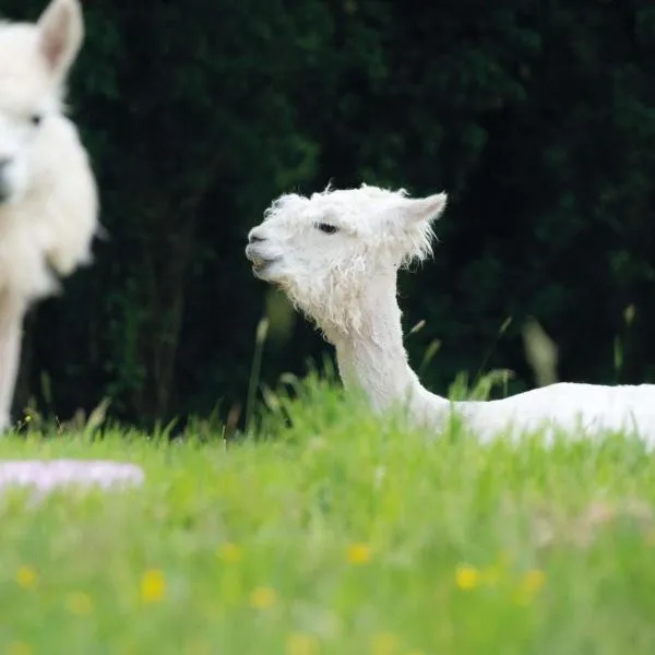 Lamb Shepherd Hut with Hot Tub, ξενοδοχείο σε Πέμπροκ