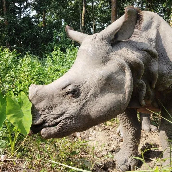 Kings jungle safari & Culture home stay, hotel en Meghauli