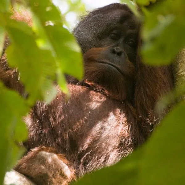 Sukau Village View Stay & Backpackers, hotel in Sukau