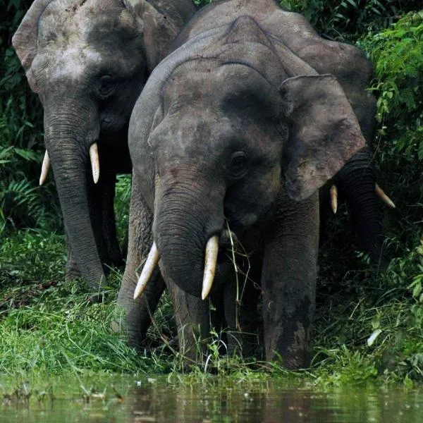 Sukau Village View Stay & Backpackers, hotel in Sukau