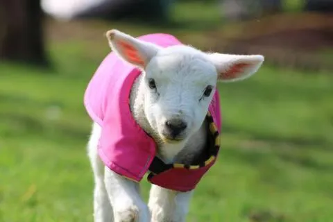 Chick, hotel in Pembroke