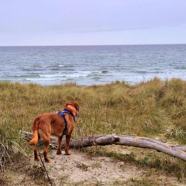 Appartementhaus Zingst 3 - Urlaub zwischen Meer & Bodden, hotel u gradu Cingst