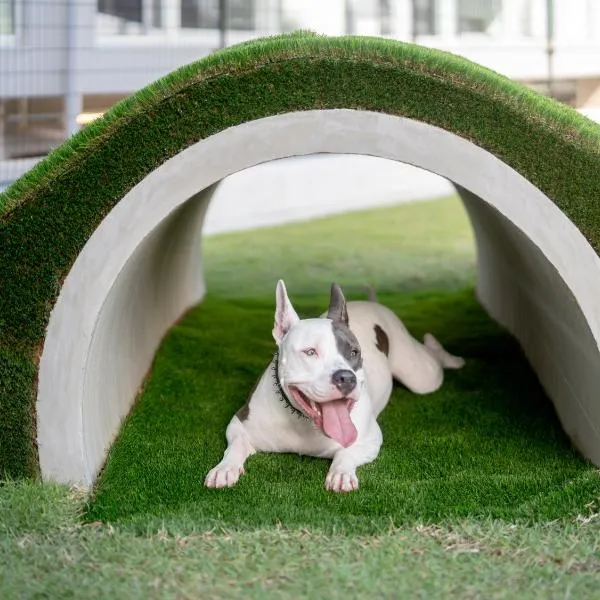 Dog Hotel Shirahama ドッグホテル シラハマ, hotel in Shirahama