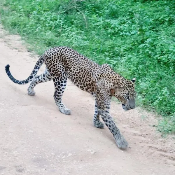 Mamba Yala, hotel in Tissamaharama
