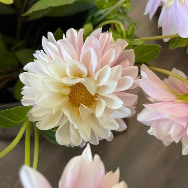 Serendipity Cottage Farm Stay, ξενοδοχείο σε Jeremadra